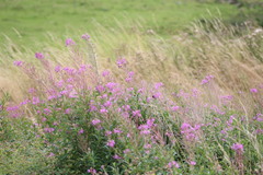 Chamaenerion angustifolium