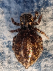 Pseudeuophrys lanigera