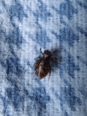 Pseudeuophrys lanigera