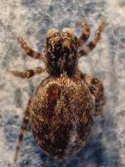 Pseudeuophrys lanigera