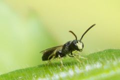 Hylaeus