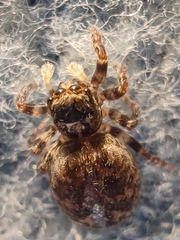 Pseudeuophrys lanigera