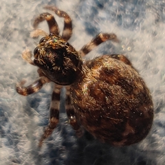 Pseudeuophrys lanigera