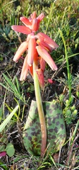 Lachenalia bulbifera