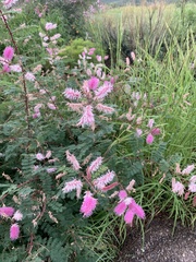 Mimosa dysocarpa