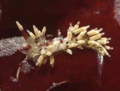 Cuthona hamanni