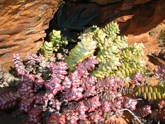 Crassula rupestris rupestris