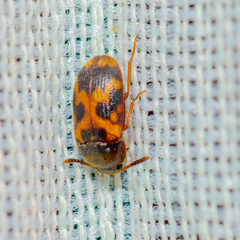 Mycetophagus flexuosus