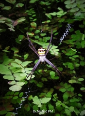 Argiope anasuja