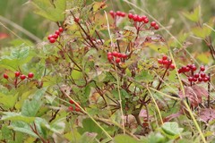Viburnum opulus
