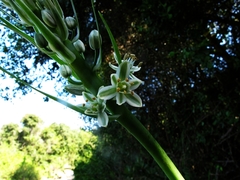 Albuca bracteata