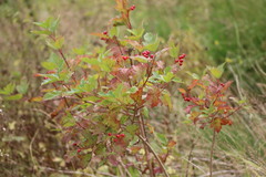 Viburnum opulus