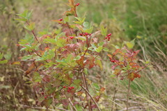Viburnum opulus