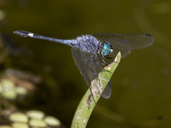 Micrathyria venezuelae