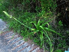 Albuca bracteata