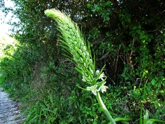 Albuca bracteata