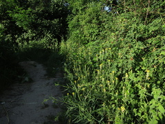 Erysimum cuspidatum