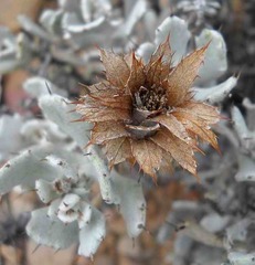Berkheya cuneata