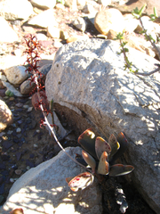 Adromischus triflorus