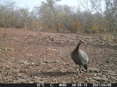 Numida meleagris galeatus