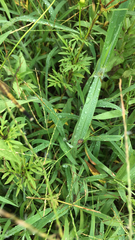 Erythrodiplax minuscula