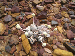 Crassula tecta