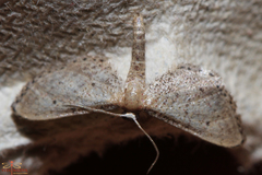 Idaea infirmaria