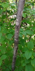 Viburnum burejaeticum