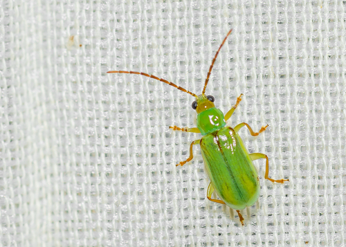 northern corn rootworm