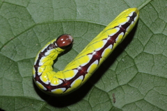 Chadisra bipars