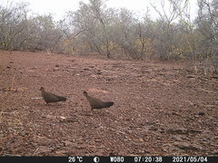 Ptilopachus petrosus