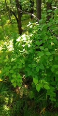 Viburnum burejaeticum