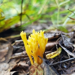 Phallomycetidae