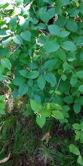 Viburnum burejaeticum