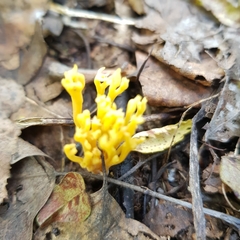 Phallomycetidae
