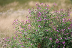 Epilobium hirsutum