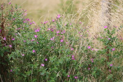 Epilobium hirsutum