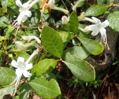 Rhododendron serrulatum