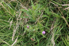 Cirsium arvense