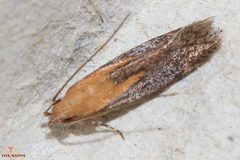 Stomopteryx basalis