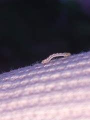 Eupithecia centaureata