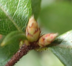 Rhododendron serrulatum