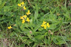 Lotus corniculatus
