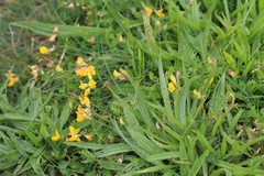 Lotus corniculatus