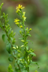 Solidago virgaurea