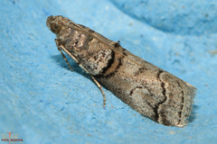 Acrobasis romanella