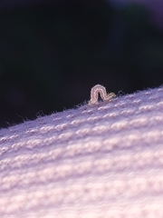 Eupithecia centaureata