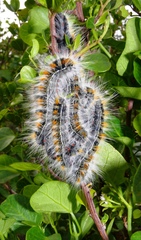 Bombycomorpha bifascia