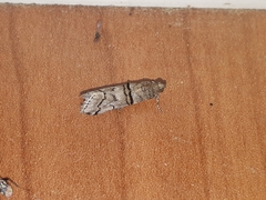 Acrobasis romanella