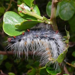 Bombycomorpha bifascia